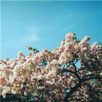 微信好看的头像风景图片