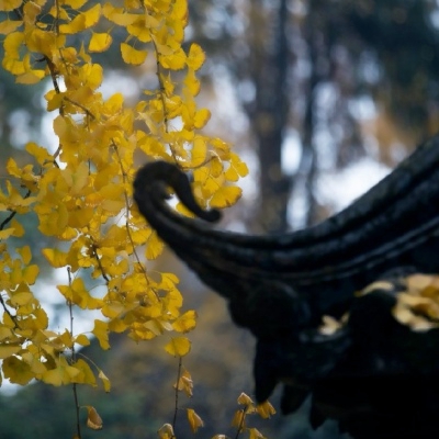秋天风景美图高清头像