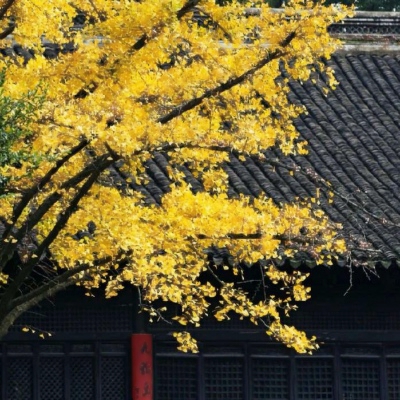 秋天风景美图高清头像