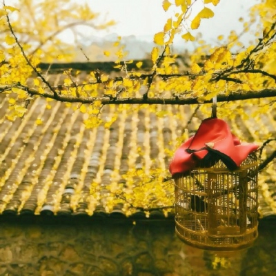 秋天风景美图高清头像