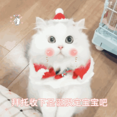 圣诞节小猫头像
