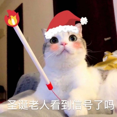 圣诞节小猫头像
