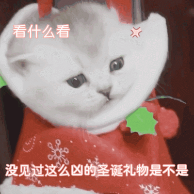 圣诞节小猫头像