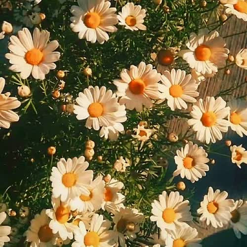 适合永久做头像的图片