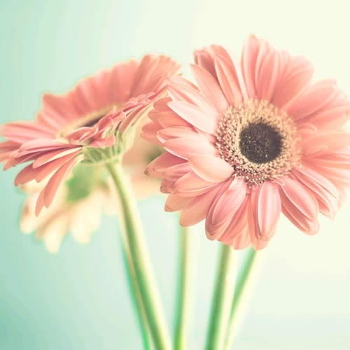 适合永久做头像的图片