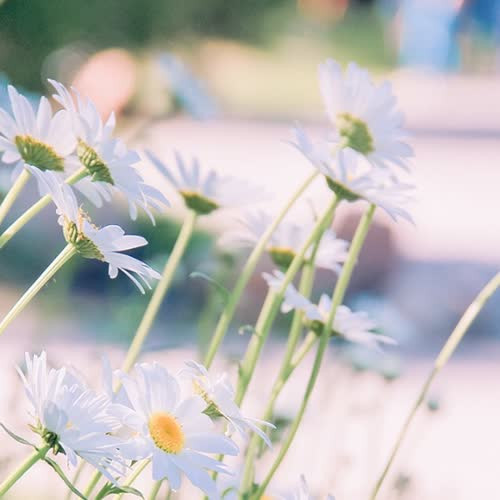 适合永久做头像的图片