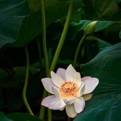 适合永久做头像的图片