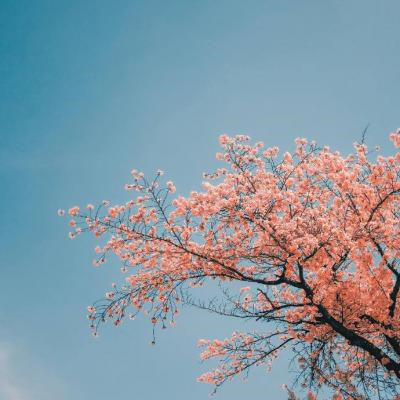 2025带来好运的微信头像图片