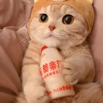 2025萌宠头像图片