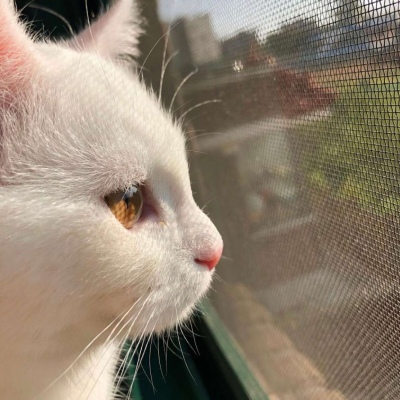 微信头像图片2025最火爆猫