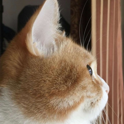 微信头像图片2025最火爆猫