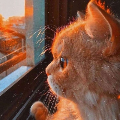 微信头像图片2025最火爆猫