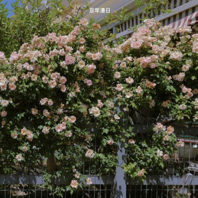微信头像图片2025最新款花朵