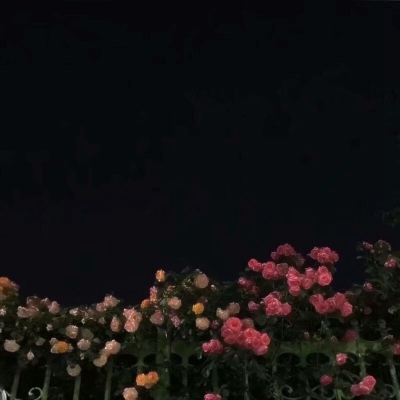 微信头像图片2025最新款花朵