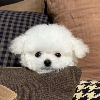 抖音微信头像图片可爱动物