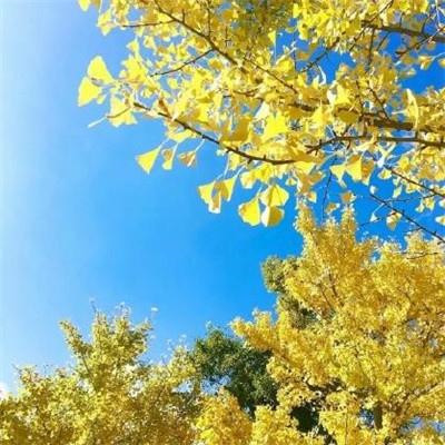 2025微信顺利吉祥的图片头像