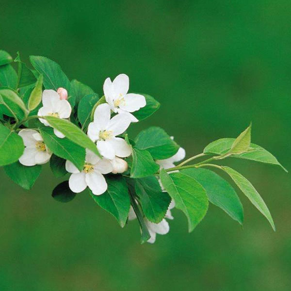 2025年最火爆图片高清头像