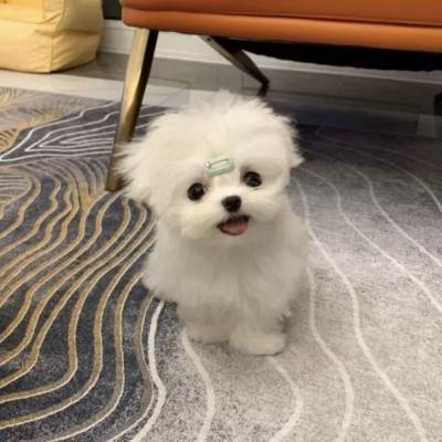 抖音微信头像图片可爱动物