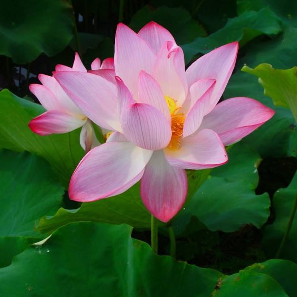 2025年最火爆图片高清头像