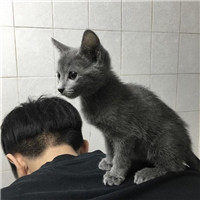 男生头像宠物系列