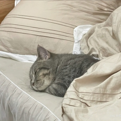2025年新款可爱猫咪微信头像