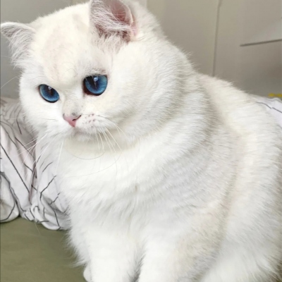 2025年新款可爱猫咪微信头像