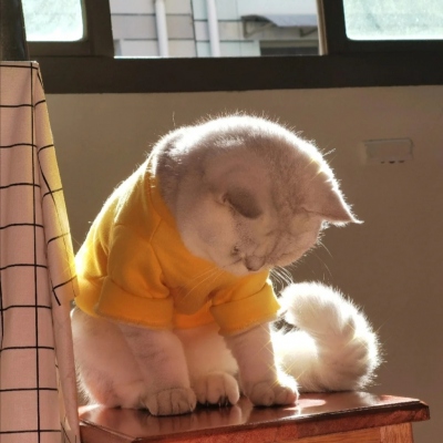 2025年新款可爱猫咪微信头像