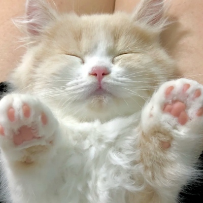 2025年新款可爱猫咪微信头像