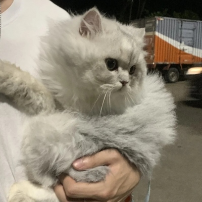 2025年新款可爱猫咪微信头像
