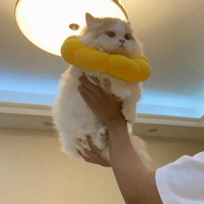 2025年新款可爱猫咪微信头像