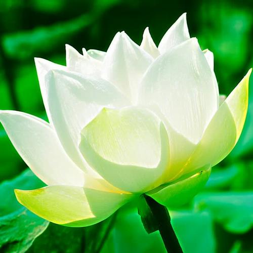 2025最美风景头像图片