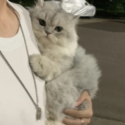 2025年新款可爱猫咪微信头像
