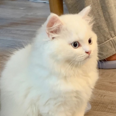 2025年新款可爱猫咪微信头像