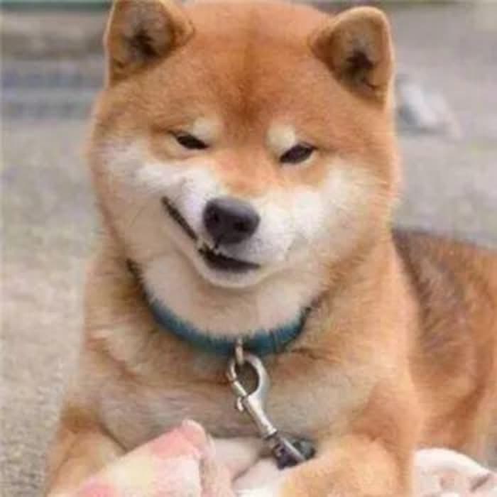 沙雕头像可爱呆萌