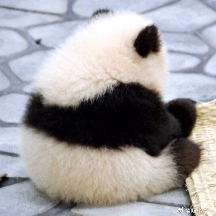 沙雕头像可爱呆萌