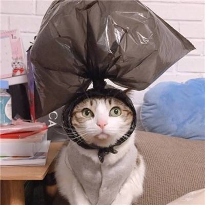沙雕可爱一张猫一张小猪情头图片
