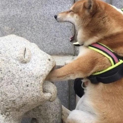 沙雕头像可爱呆萌