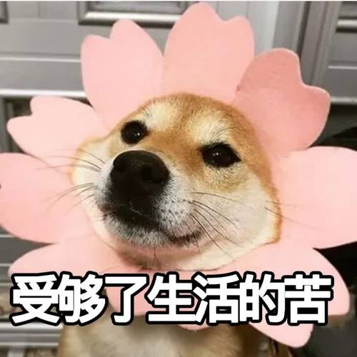 沙雕头像可爱呆萌