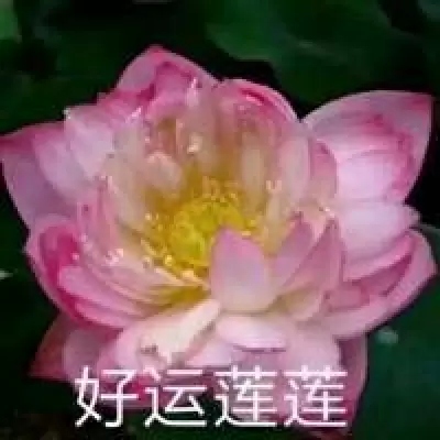 看上去特别沙雕的头像