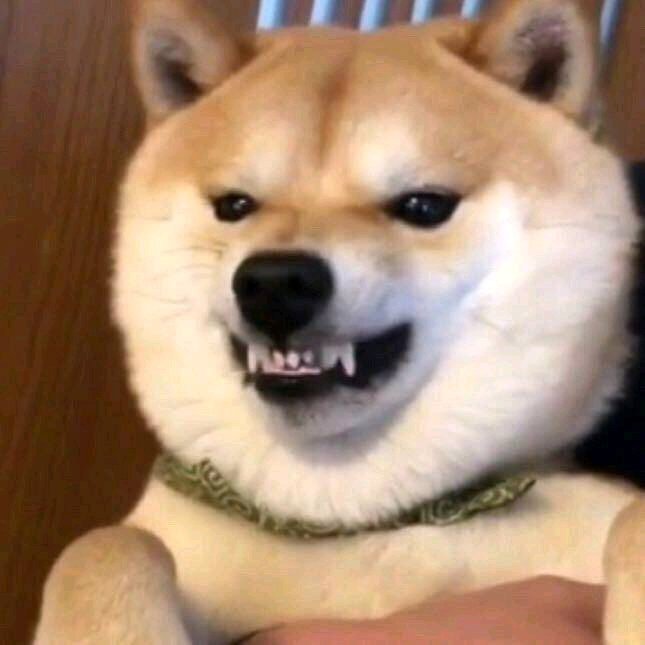 沙雕头像可爱呆萌