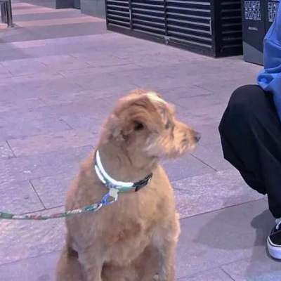 情侣头像真人情头可爱