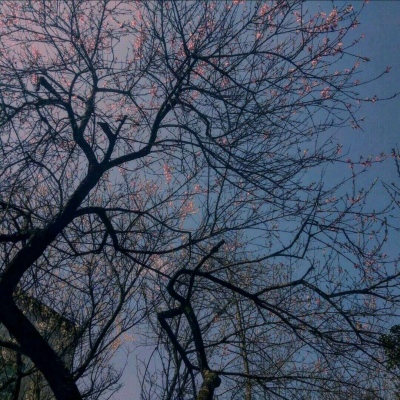 头像图片风景2025最火爆