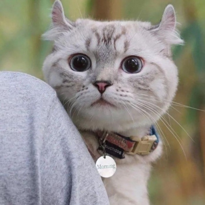 2025最火猫咪头像