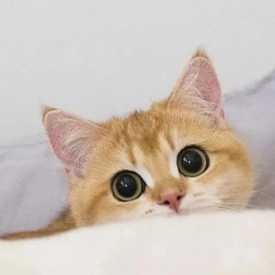 2025最火猫咪头像