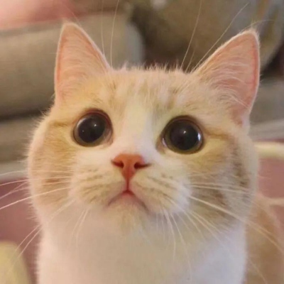 2025最火猫咪头像