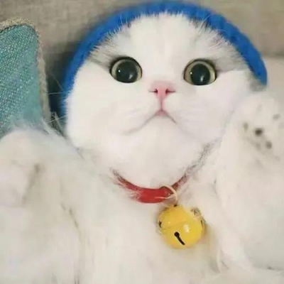 2025最火猫咪头像