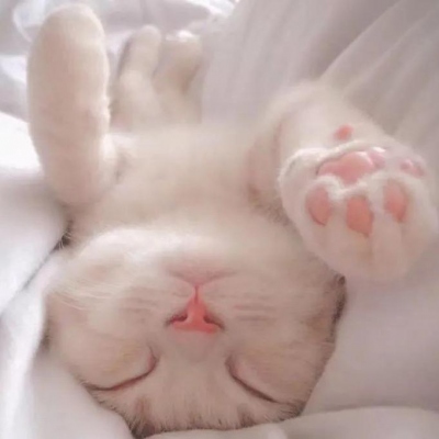 2025最火猫咪头像