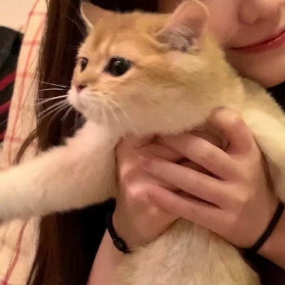 女生带猫咪情头