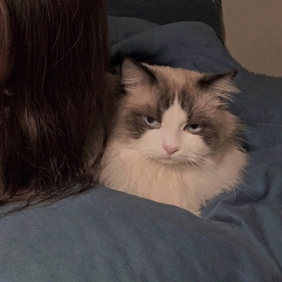 女生带猫咪情头