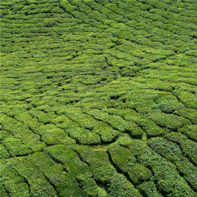绿色茶地风景头像图片